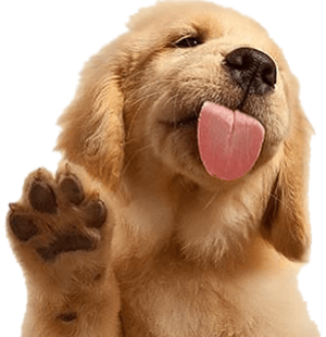 pet